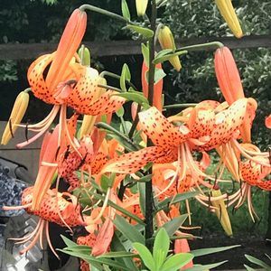 Meet your Posher, Sue